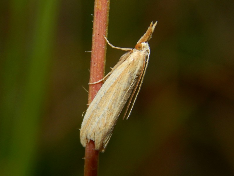 Crambidae2 da ID